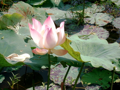 Champs de Lotus en Asie