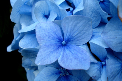 Quiz Fleurs bleues 