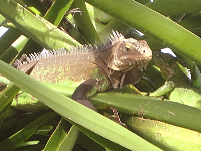 Iguanes de la Désirade, Guadeloupe -- 06/03/12
