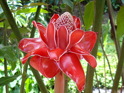 Fleurs de Martinique, Antilles