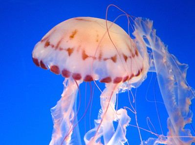 Superbes Méduses à l'aquarium de San Francisco -- 09/01/16