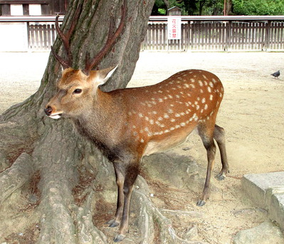 Les Daims de Nara au Japon