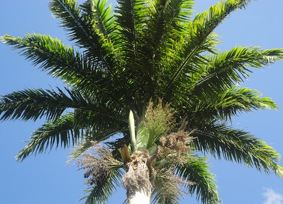Palmiers et Cocotiers des Antilles