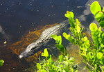 Images du Parc des Everglades en Floride