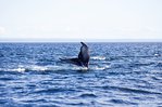 Découverte de la Baleine bleue à Tadoussac au Québec -- 13/10/14