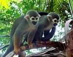 Les Animaux sur l'île Royale, Guyane