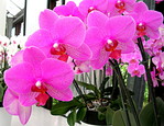 Les Orchidées du pavillon Beatrix à Keukenhof