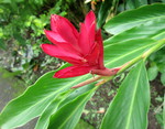 Quelques Fleurs de l'île de la Réunion