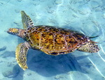Les Animaux aquatiques de Polynésie